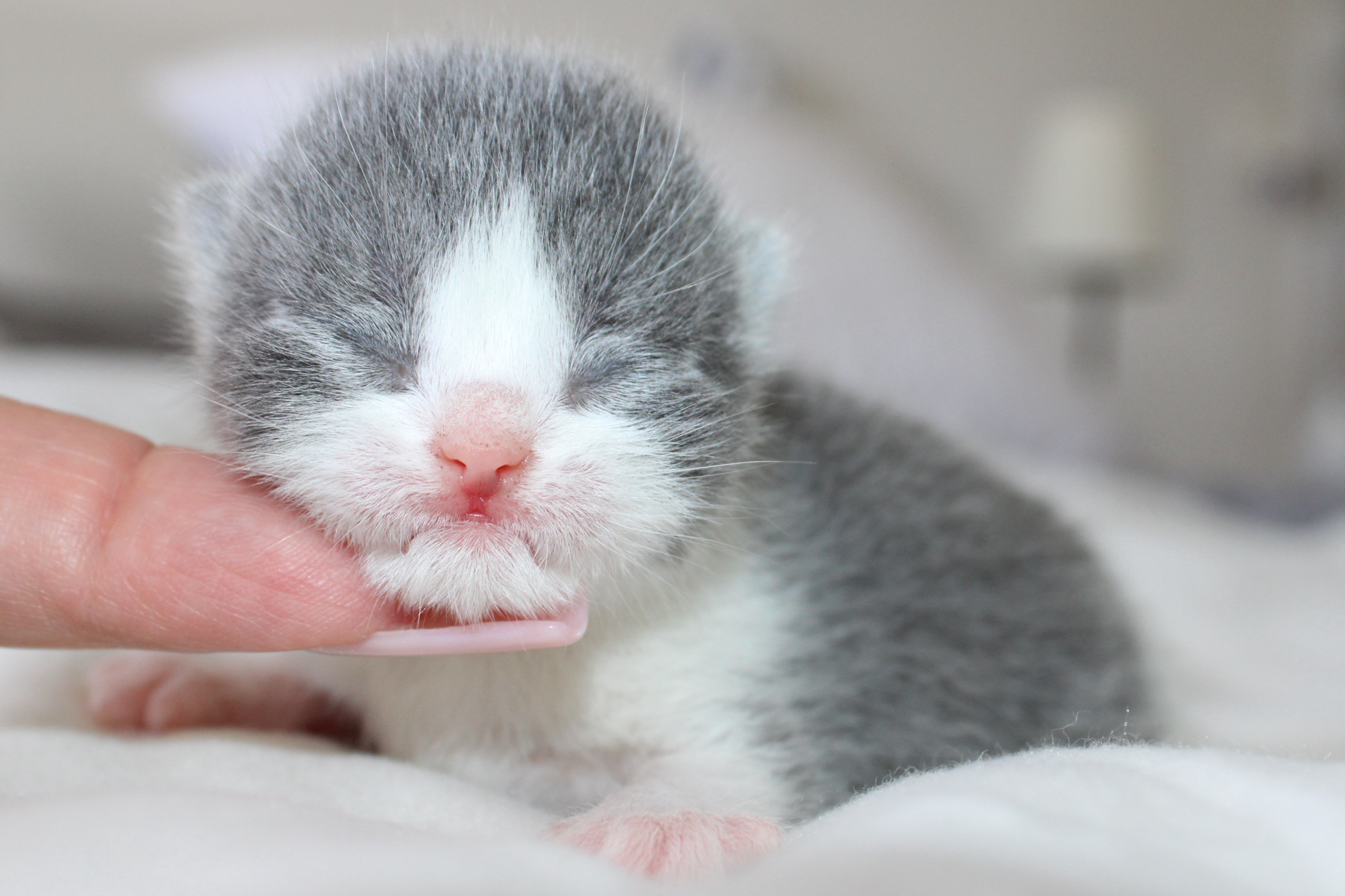 Apollo de la Lune d’Or, mâle british shorthair bleu bicolore