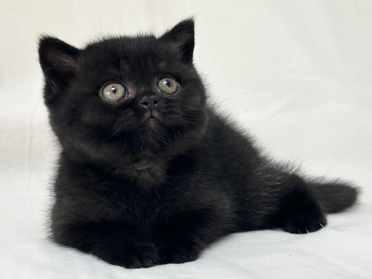 Femelle British Shorthair noire